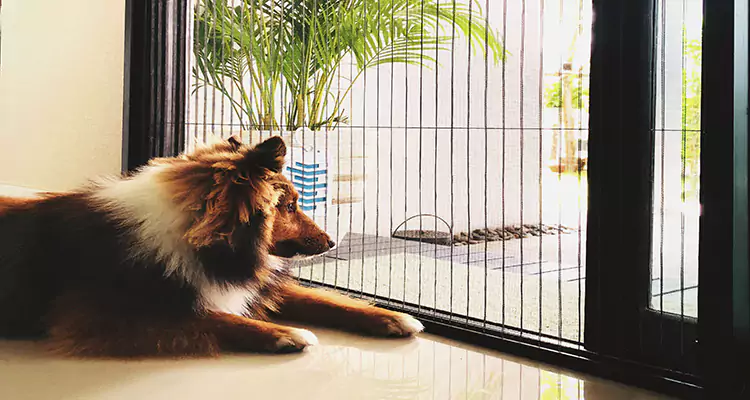Sliding Screen Pet Door Repair in Kissimmee, FL
