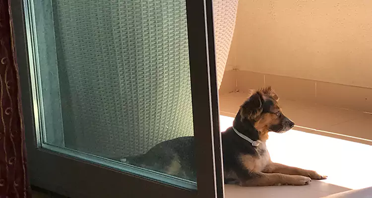 French Door Pet Screen Repair in Kissimmee, FL